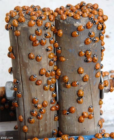 حشد من الخنافس على شاطئ بحر البلطيق في ألمانيا.