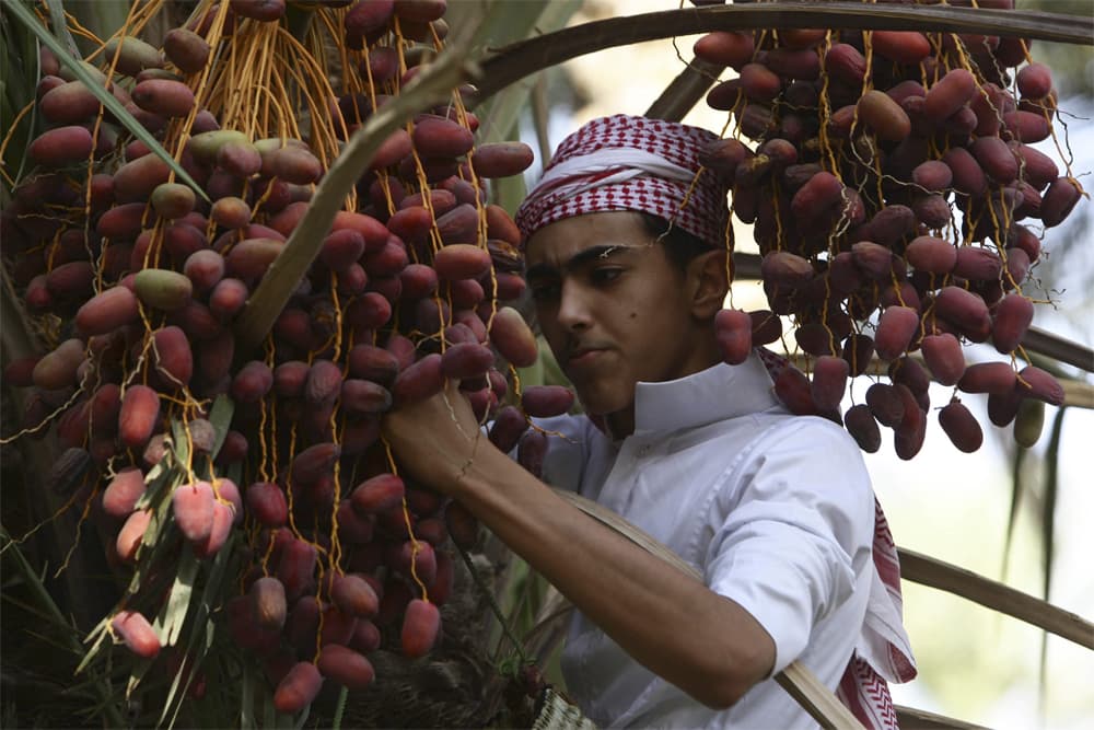 مدينة التمور في القصيم تكتظ بالزوار مع قرب حلول شهر رمضان المبارك