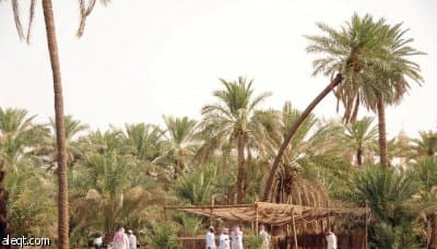 «تمور بريدة» توفر فرصا وظيفية موسمية.. والشباب يرمون الخجل