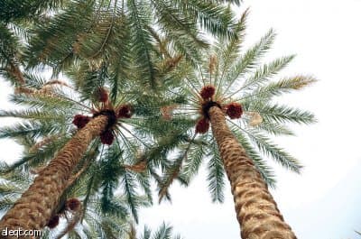 أكبر صينية لعرض التمور في العالم