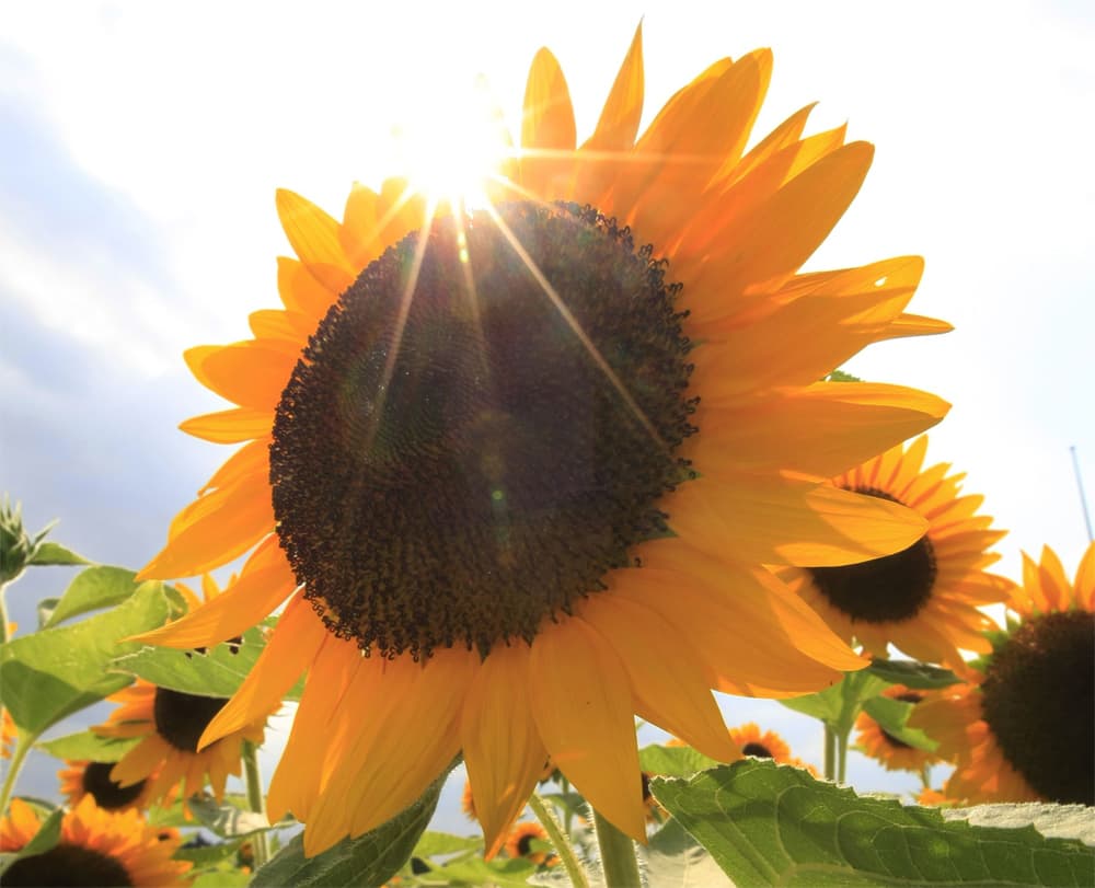 بدأت فعاليات مهرجان تباع الشمس السنوي في اليابان بزرع 100,000 زهرة في العاصمة طوكيو.