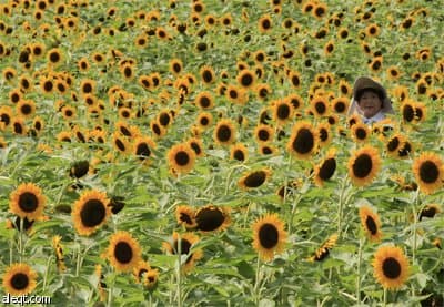 بدأت فعاليات مهرجان تباع الشمس السنوي في اليابان بزرع 100,000 زهرة في العاصمة طوكيو.