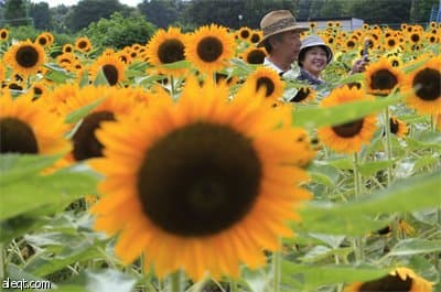 بدأت فعاليات مهرجان تباع الشمس السنوي في اليابان بزرع 100,000 زهرة في العاصمة طوكيو.