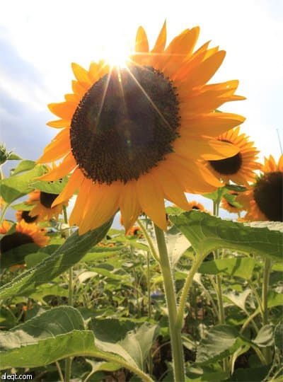 بدأت فعاليات مهرجان تباع الشمس السنوي في اليابان بزرع 100,000 زهرة في العاصمة طوكيو.