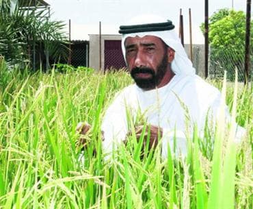 مواطن إماراتي ينجح في زراعة الأرز في المياه المالحة
