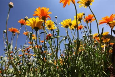 زهور تنمو وتتفتح في طقس مشمس خلال "يوم الربيع" في العاصمة الجنوب أفريقية جوهانسبرغ.