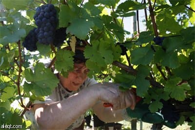 عامل يحصد ما يستطيع الوصول إليه من محصول  العنب في مدينة لوسيان ألبريشت شرق فرنسا.