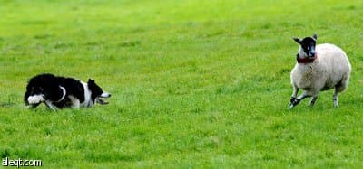 راعي "غنم" في مدينة دونيقال في أيرلندا ويبدو وهو يسرح بغنمه مع توفر العلف الطبيعي نتيجة هطول الأمطار بشكل مستمر.