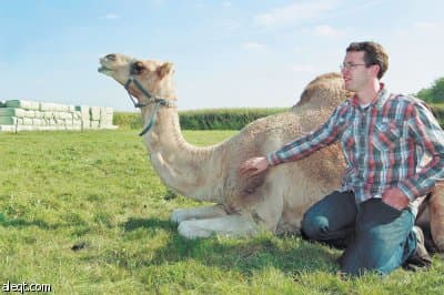 حليب النوق يحوّل هولنديا من تربية الأبقار إلى الإبل