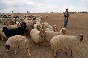 الأردن يفتح باب تصدير "الغنم" للأسواق السعودية..والشحنة الأولى تصل غدا