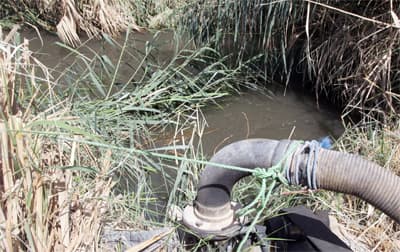 مزارع في جنوب الرياض تسقي التمور والخضار بمياه المجاري