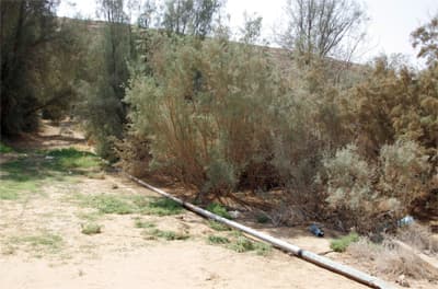 مزارع في جنوب الرياض تسقي التمور والخضار بمياه المجاري