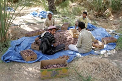 مزارع في جنوب الرياض تسقي التمور والخضار بمياه المجاري