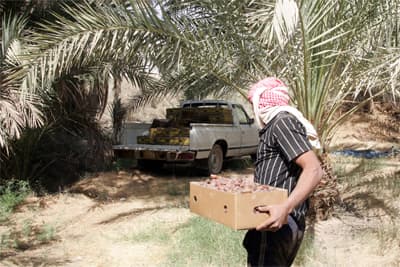 مزارع في جنوب الرياض تسقي التمور والخضار بمياه المجاري