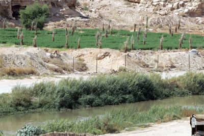 مزارع في جنوب الرياض تسقي التمور والخضار بمياه المجاري