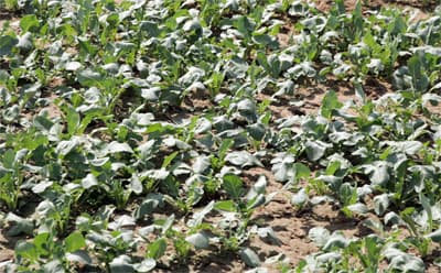 مزارع في جنوب الرياض تسقي التمور والخضار بمياه المجاري