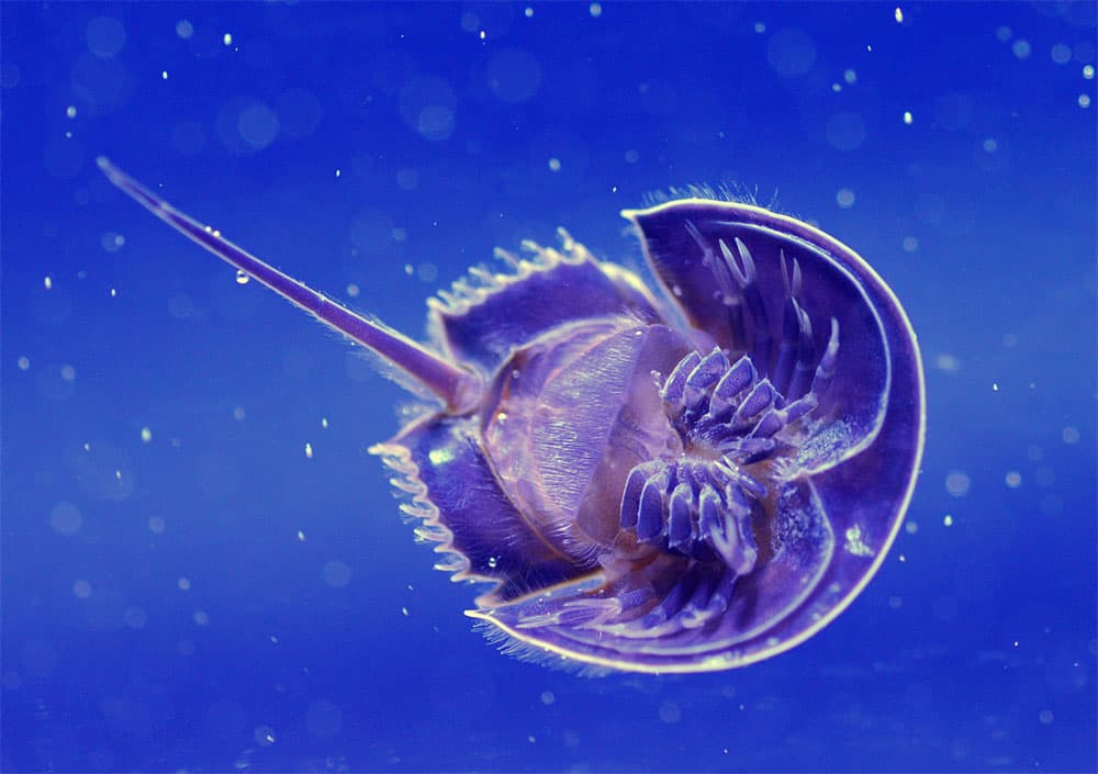 الحيوان المائي "Tachypleus tridentatus" في المعرض العالمي التيواني السنوي لأحواض الأسماك
