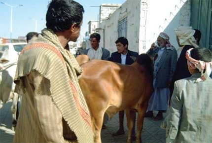 اليمن: بقرة تنقذ حياة شخص من تحت أقدام ثور هائج