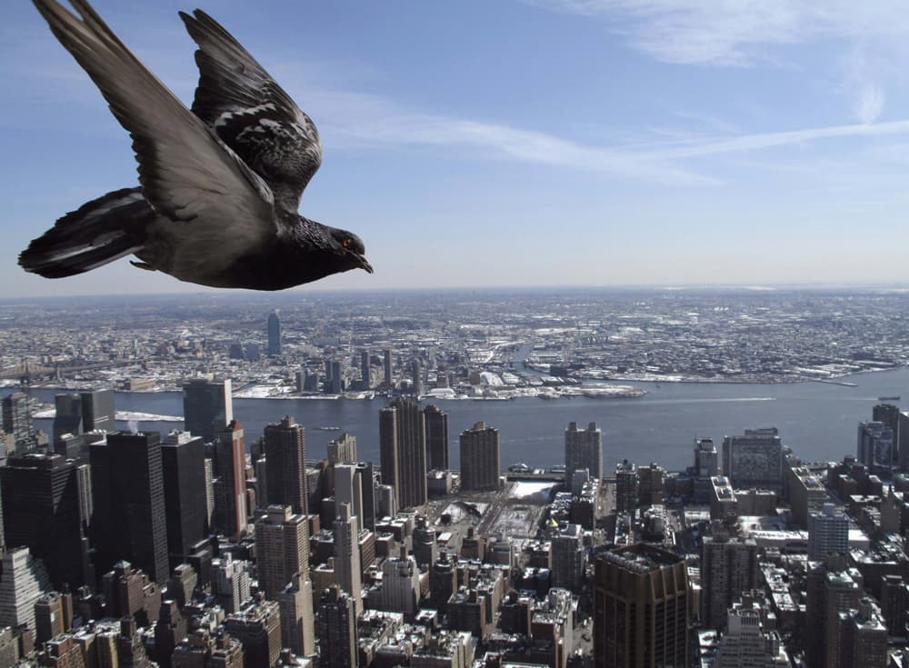 مجموعة من الصور المختارة كأفضل صور "RNPS" لعام 2009م.