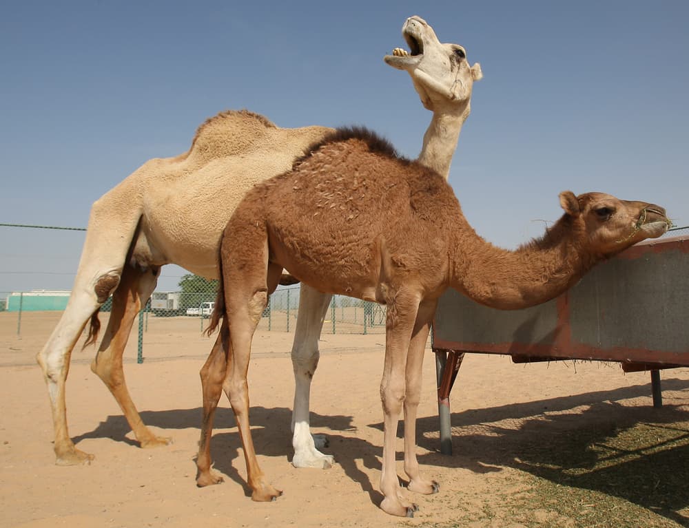 أثمرت جهود علماء مركز "استيلاد الهجن" المتواجد في دبي عن ولادة أول جمل مستنسخ في العالم, وأطلق العلماء على الجمل المستنسخ اسم "إ