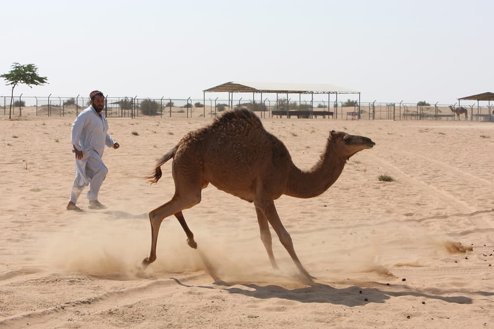 أثمرت جهود علماء مركز "استيلاد الهجن" المتواجد في دبي عن ولادة أول جمل مستنسخ في العالم, وأطلق العلماء على الجمل المستنسخ اسم "إ