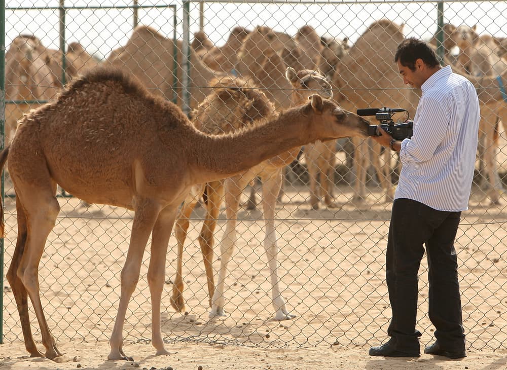 أثمرت جهود علماء مركز "استيلاد الهجن" المتواجد في دبي عن ولادة أول جمل مستنسخ في العالم, وأطلق العلماء على الجمل المستنسخ اسم "إ