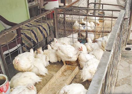 4 وزارات تؤكد خلو الدجاج المباع في الأسواق من الهرمونات ومتبقيات الأدوية