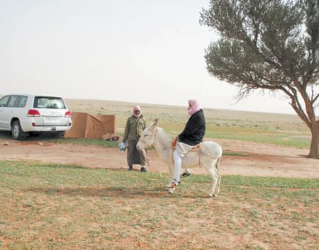 «جراب».. التاريخ والربيع يغريان محبي منابت الزرع والحلال