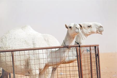 «أم رقيبة» ... طالت رقبتها بمزايين الإبل