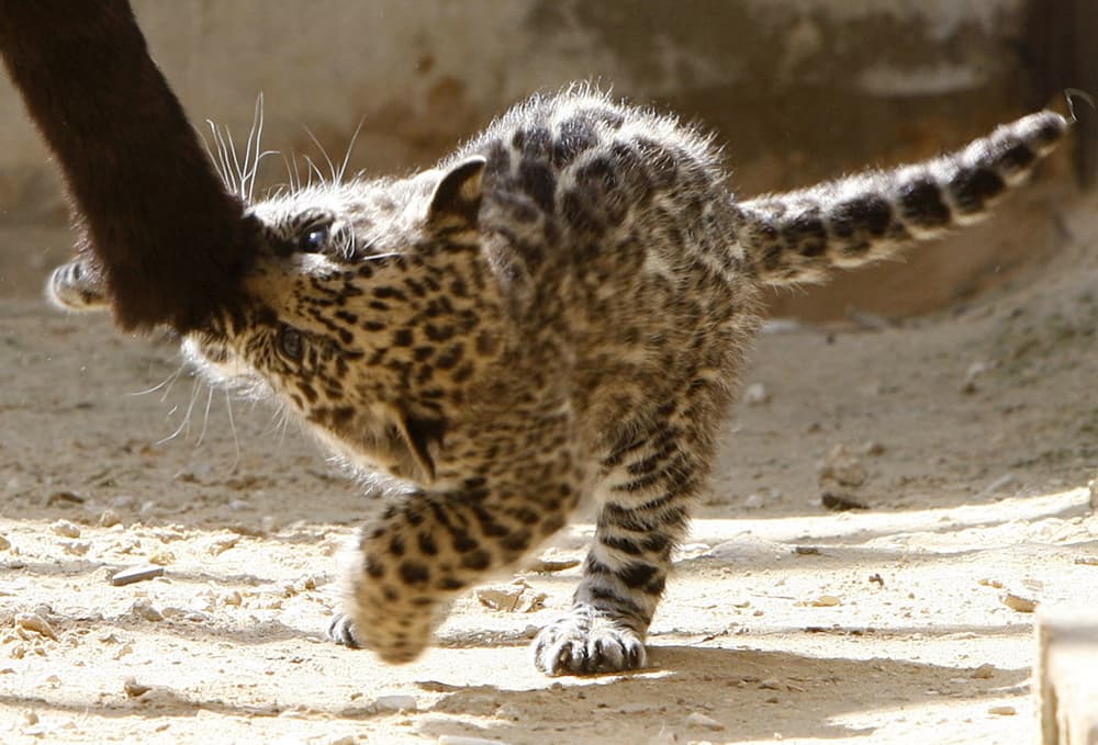 شبل النمر الأسود المرقط (جاكوار) يداعب والدته داخل قفص في حديقة الحيوان في الأردن.