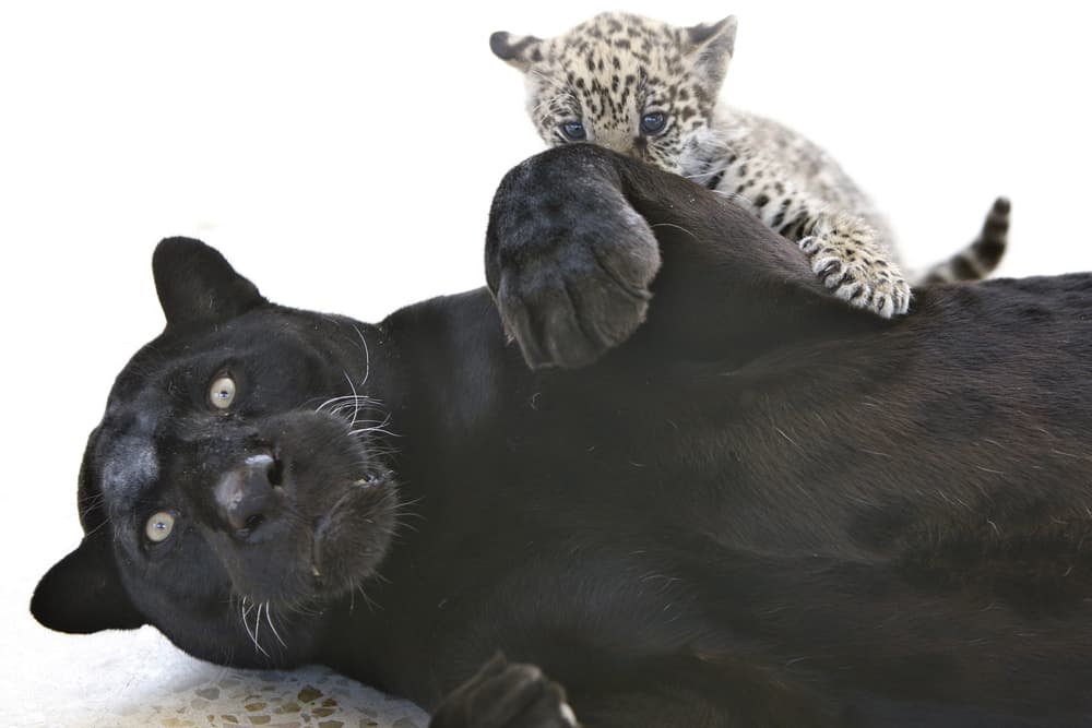 شبل النمر الأسود المرقط (جاكوار) يداعب والدته داخل قفص في حديقة الحيوان في الأردن.