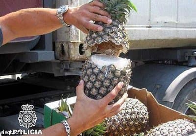 اكتشاف نصف طن من الكوكايين مخبئة في ثمار أناناس في هولندا
