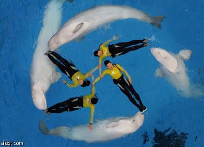 العلماء يتساءلون : أيهما أذكى الدلافين أم الإنسان ؟