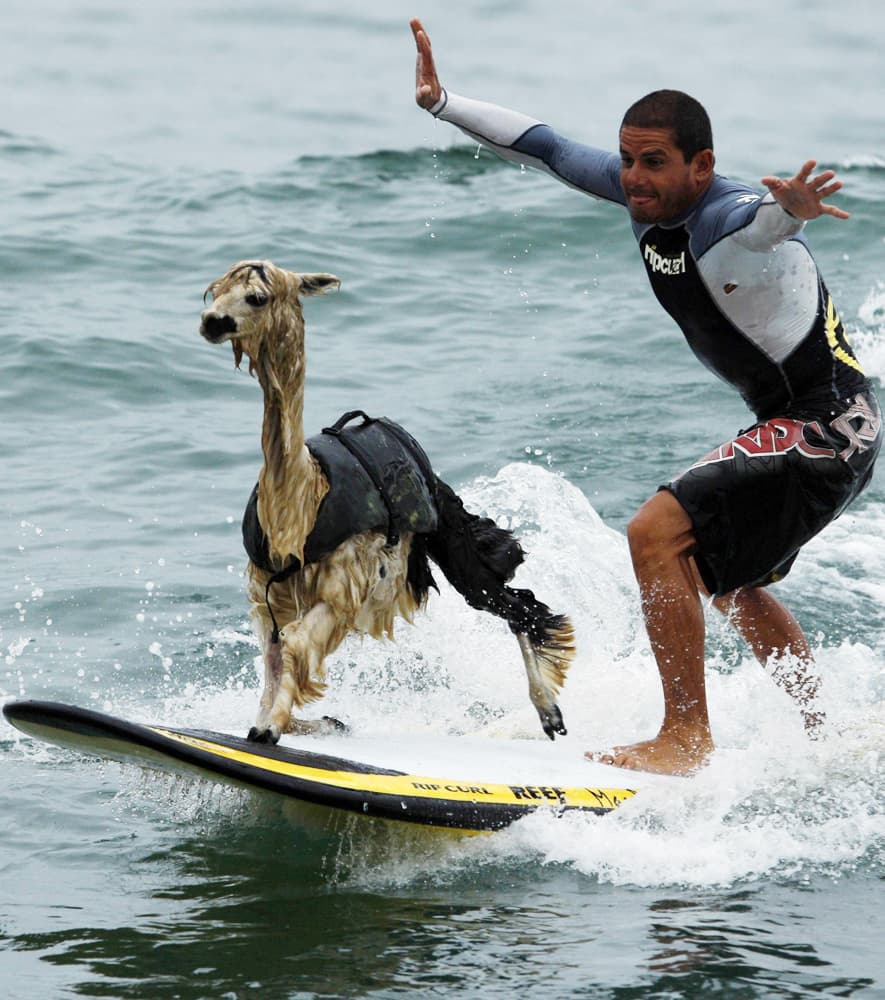 حيوان الألبكة  (أصغر أنواع اللامة) يركب أمواج شاطئ سان بارتولو في مدينة ليما مع صديقه.