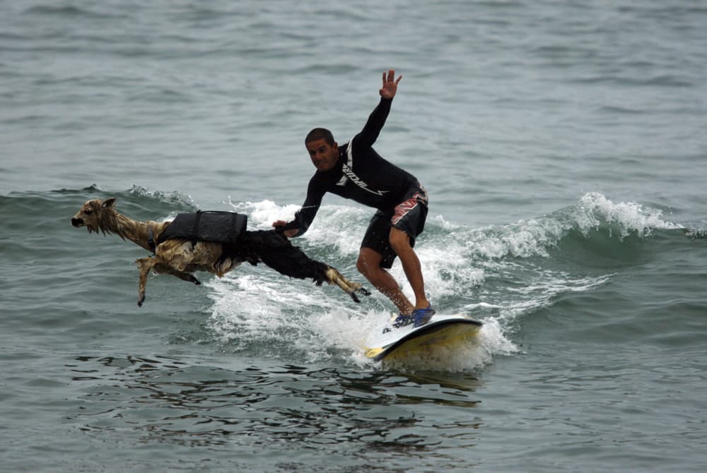 حيوان الألبكة  (أصغر أنواع اللامة) يركب أمواج شاطئ سان بارتولو في مدينة ليما مع صديقه.