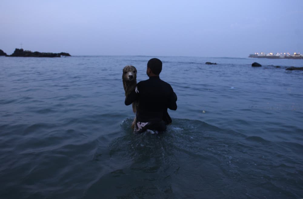 حيوان الألبكة  (أصغر أنواع اللامة) يركب أمواج شاطئ سان بارتولو في مدينة ليما مع صديقه.