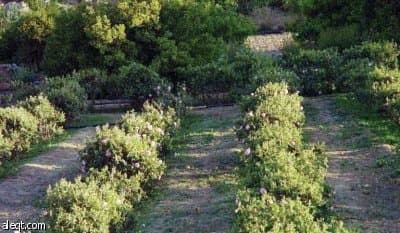 بدء جني الورد الطائفي من 2000 مزرعة في الهدا والشفا والمخاضة