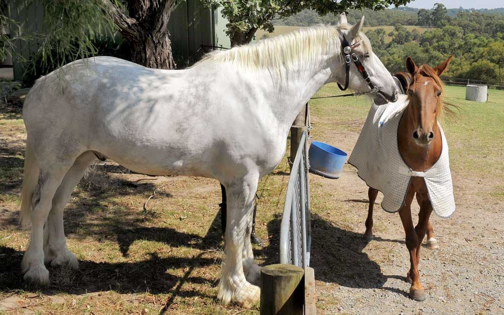 أطول حصان في العالم مع مالكته جين جرينمان  حيث  يستعدان لإقامة جولة كبرى  في ملبورن