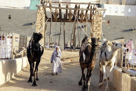 ليالي الجنادرية عروض وشعر وشيلات