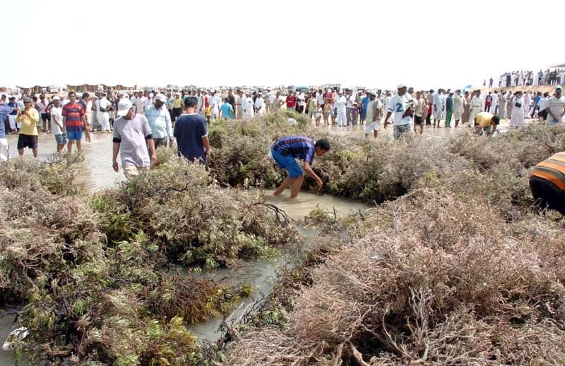 صيد سمك الحريد.. تظاهرة سنوية لدى أهالي فرسان