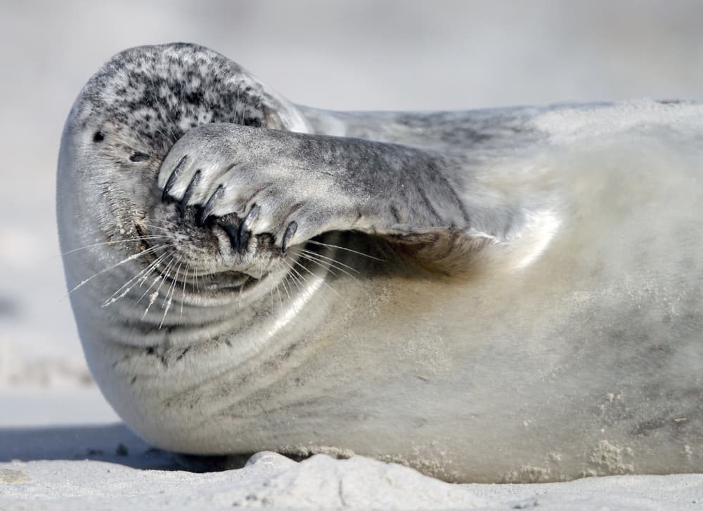 أسد البحر يتجول على شاطئ جزيرة هيلجولاند شمال ألمانيا.
