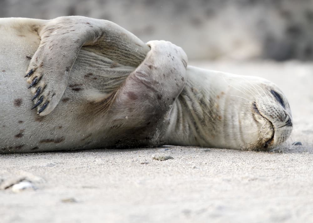 أسد البحر يتجول على شاطئ جزيرة هيلجولاند شمال ألمانيا.