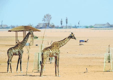 «نوفا» تؤسس لحدائق السفاري الإفريقية في صحراء الرياض