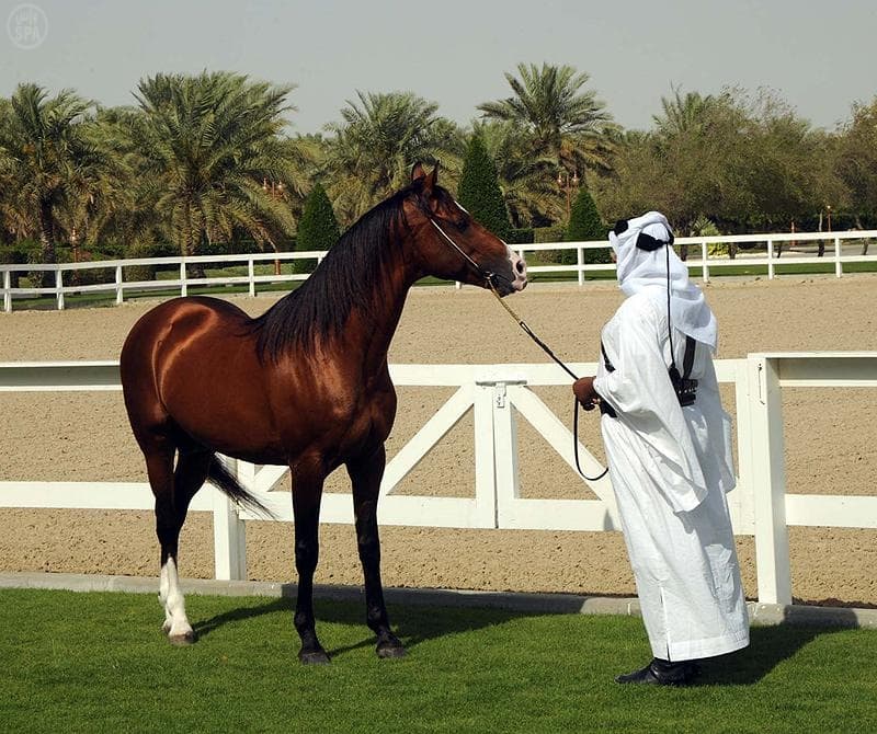 خادم الحرمين الشريفين يستقبل ملك البحرين ويشهد عرضاً للخيل ويغادر البحرين