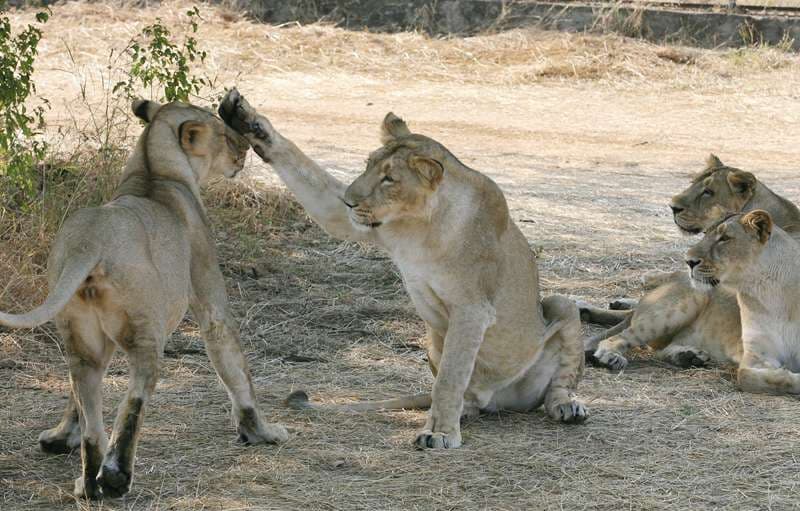 أسد آسيوي يتحرش بآخر في غابة غير في الهند حيث تعيش هذه الفصيلة في الهند وما جاورها حصرا وتصنف على أنها مهددة بالانقراض