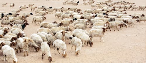 «الزراعة» تدرس مراقبة «الأغنام» بالشرائح الإلكترونية للحد من الأوبئة والسرقات