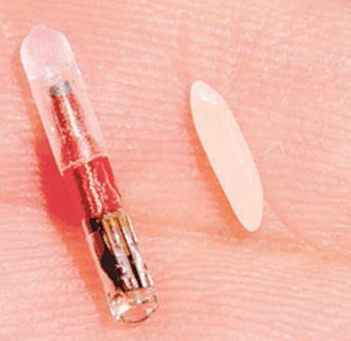 «الزراعة» تدرس مراقبة «الأغنام» بالشرائح الإلكترونية للحد من الأوبئة والسرقات