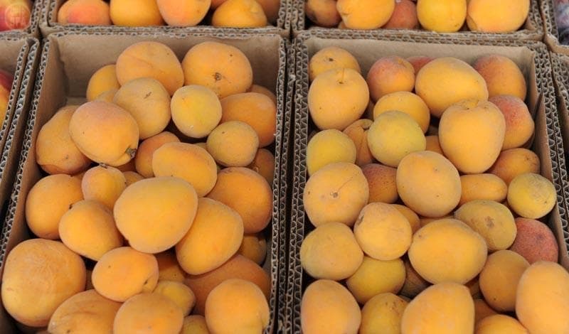 سائحو الطائف يشهدون جني العنب والرمان والتين وعدد من الفواكة الموسمية