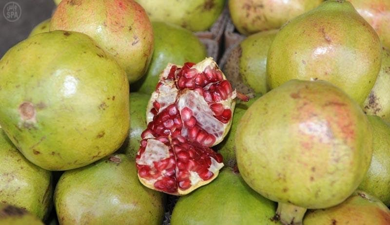 سائحو الطائف يشهدون جني العنب والرمان والتين وعدد من الفواكة الموسمية