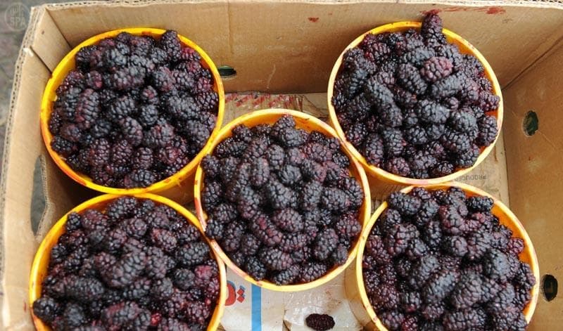 سائحو الطائف يشهدون جني العنب والرمان والتين وعدد من الفواكة الموسمية